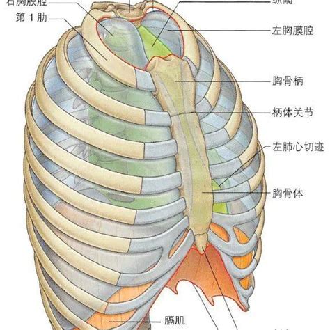 胸部位置